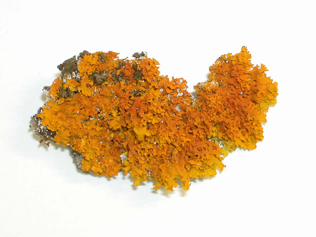 Xanthoria aureola?